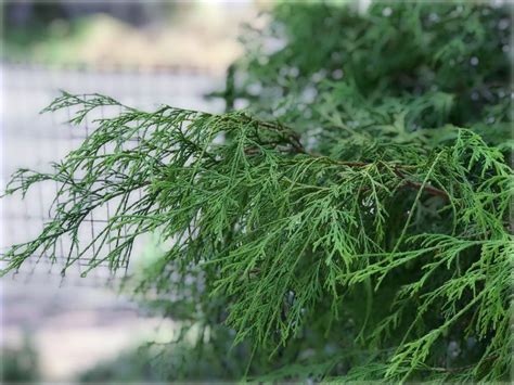 樹型種類|庭木におすすめの常緑樹38種！低木、中木、高木、花木、果樹、。